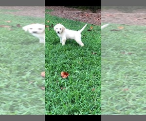 Labradoodle Puppy for sale in KENLY, NC, USA