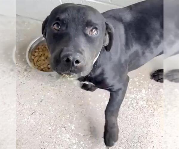 Medium Photo #4 American Pit Bull Terrier-Unknown Mix Puppy For Sale in Houston, TX, USA