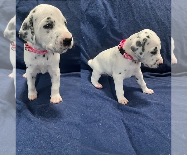 Medium Photo #2 Dalmatian Puppy For Sale in JUNEAU, AK, USA