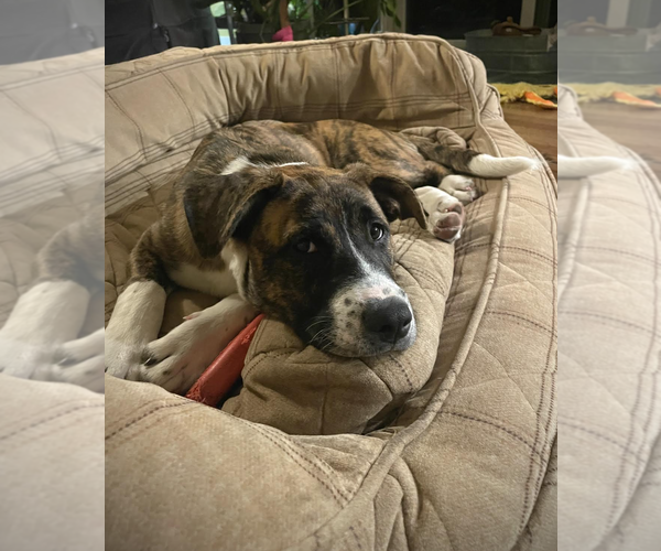 Medium Photo #4 Mutt Puppy For Sale in Rockville, MD, USA