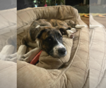 Small #3 Mutt