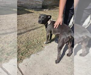 American Staffordshire Terrier-Unknown Mix Dogs for adoption in San Antonio, TX, USA