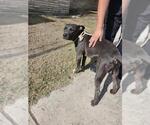 Small American Staffordshire Terrier Mix