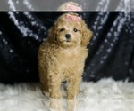 Small Photo #12 Poodle (Toy) Puppy For Sale in WARSAW, IN, USA