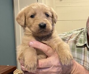 Labradoodle Puppy for Sale in CELINA, Texas USA