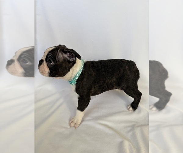 Medium Photo #15 Boston Terrier Puppy For Sale in MORENO VALLEY, CA, USA