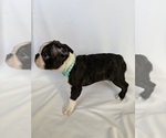 Small Photo #15 Boston Terrier Puppy For Sale in MORENO VALLEY, CA, USA