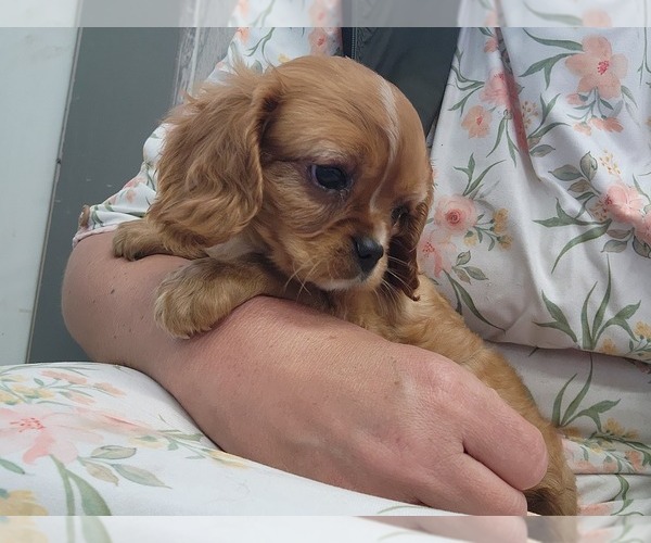 Medium Photo #3 Cavalier King Charles Spaniel Puppy For Sale in GREENWOOD, WI, USA
