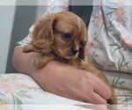 Small #2 Cavalier King Charles Spaniel