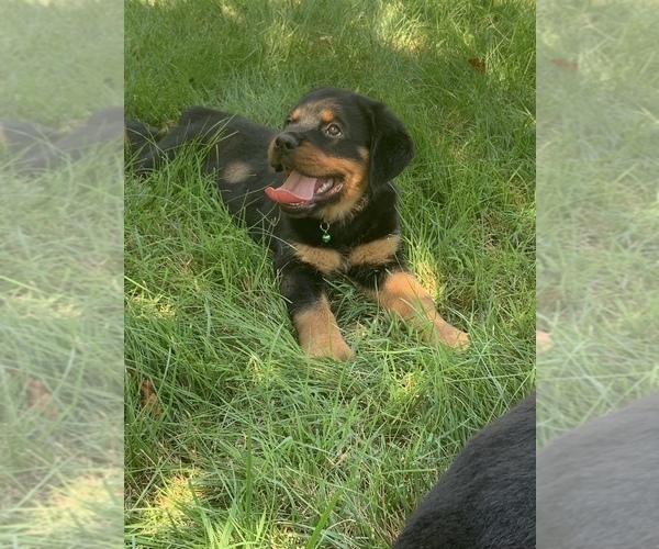 Medium Photo #1 Rottweiler Puppy For Sale in BURTONSVILLE, MD, USA