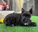 Small #3 Schnauzer (Miniature)