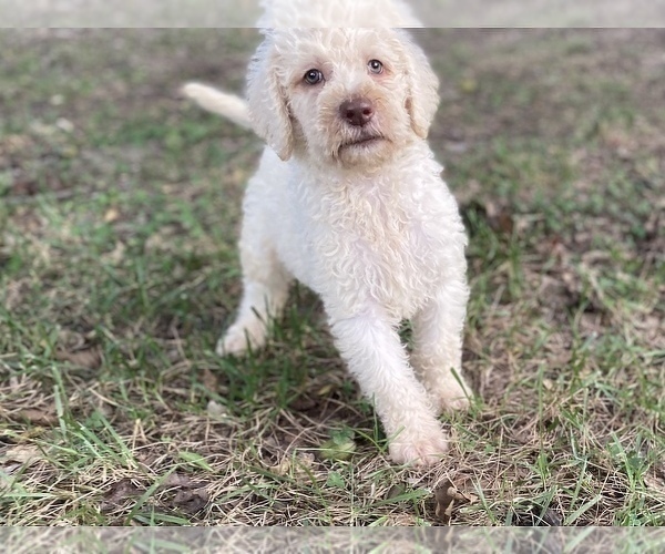 Medium Photo #8 Goldendoodle Puppy For Sale in CANON, GA, USA