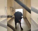 Small Labrador Retriever