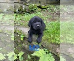 Small #2 Labrador Retriever
