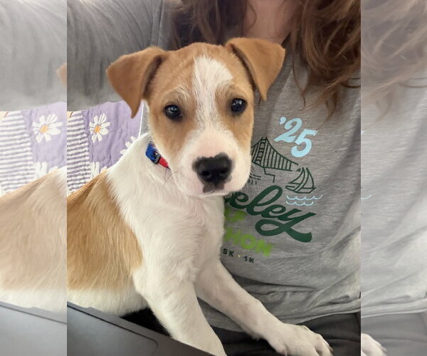 Medium Photo #1 American Pit Bull Terrier-Unknown Mix Puppy For Sale in Berkeley, CA, USA