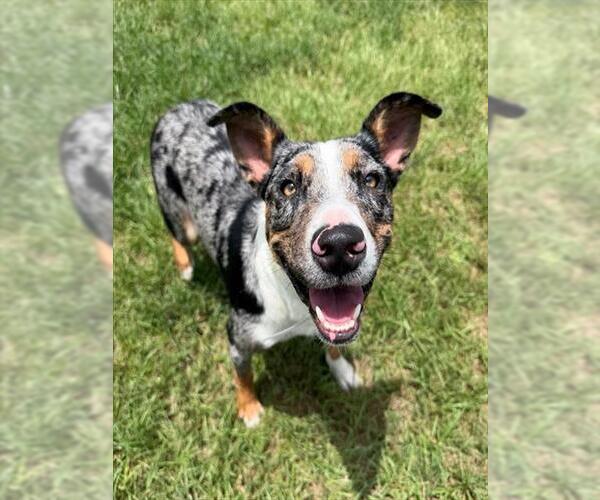 Medium Photo #1 Border Collie-Catahoula Leopard Dog Mix Puppy For Sale in Conroe, TX, USA