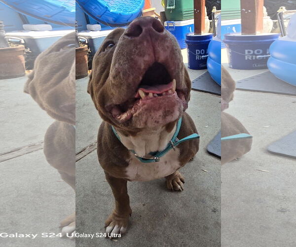 Medium Photo #2 American Bulldog Puppy For Sale in Fremont, CA, USA