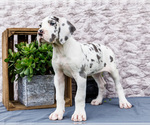 Small #4 Great Dane