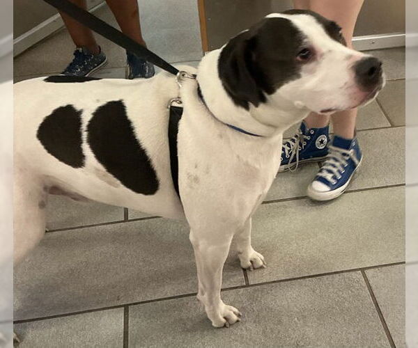 Medium Photo #4 Mutt Puppy For Sale in Virginia Beach, VA, USA