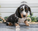 Small Photo #7 Dachshund Puppy For Sale in ELIZABETHTOWN, PA, USA