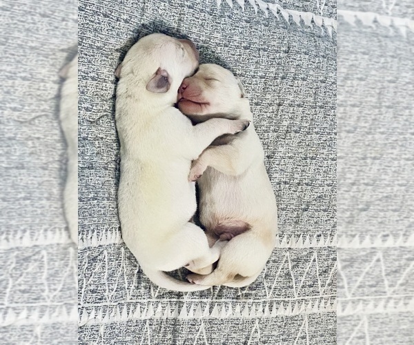 Medium Photo #8 Labrador Retriever Puppy For Sale in WILDWOOD, FL, USA