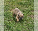 Small #2 Bulldog