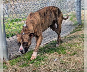 Mutt Dogs for adoption in Texas City, TX, USA