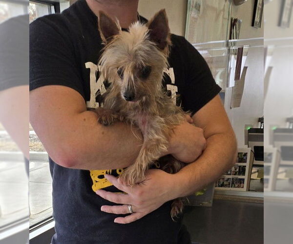 Medium Photo #1 Mutt Puppy For Sale in Plano, TX, USA