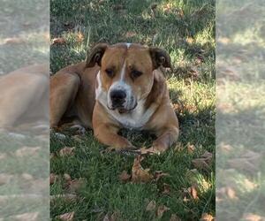 Mutt Dogs for adoption in Stockton, CA, USA