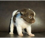 Image preview for Ad Listing. Nickname: Litter of 3