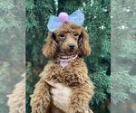Small Photo #18 Poodle (Toy) Puppy For Sale in PALO ALTO, CA, USA