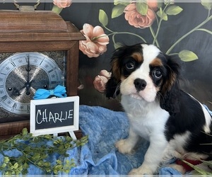 Cavalier King Charles Spaniel Puppy for sale in ABILENE, TX, USA