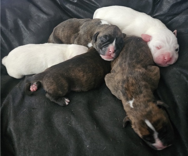 Medium Photo #1 Boxer Puppy For Sale in BRIGHTON, CO, USA