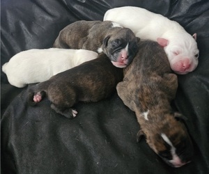 Boxer Puppy for sale in BRIGHTON, CO, USA