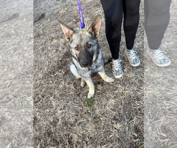 Medium Photo #4 German Shepherd Dog Puppy For Sale in New Hill, NC, USA