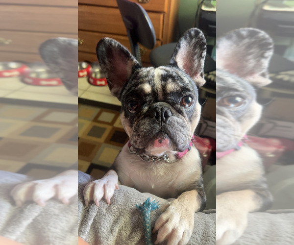 Medium Photo #1 French Bulldog Puppy For Sale in MELBOURNE, FL, USA
