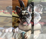 Small Photo #1 French Bulldog Puppy For Sale in MELBOURNE, FL, USA