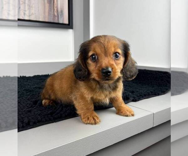 Medium Photo #5 Dachshund Puppy For Sale in FRANKLIN, IN, USA