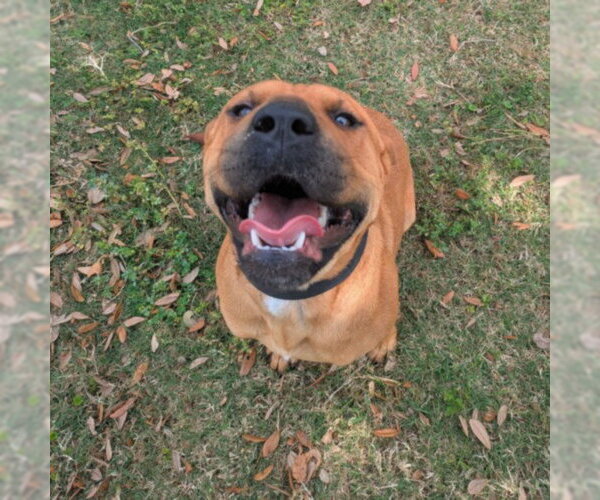 Medium Photo #2 Chinese Shar-Pei-Unknown Mix Puppy For Sale in Texas City, TX, USA