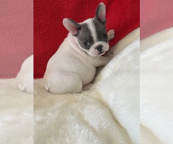 Medium Photo #3 French Bulldog Puppy For Sale in PEMBROKE PINES, FL, USA