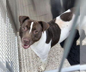 American Bulldog-Unknown Mix Dogs for adoption in Martinsburg, WV, USA