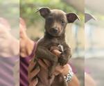 Small Chihuahua Mix