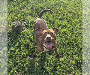 Mutt Dogs for adoption in Orlando, FL, USA