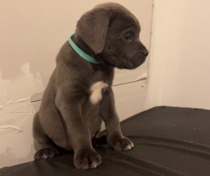 Cane Corso Puppy for sale in JOLIET, IL, USA