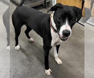 Medium Great Dane-Labrador Retriever Mix