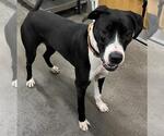 Small Great Dane-Labrador Retriever Mix