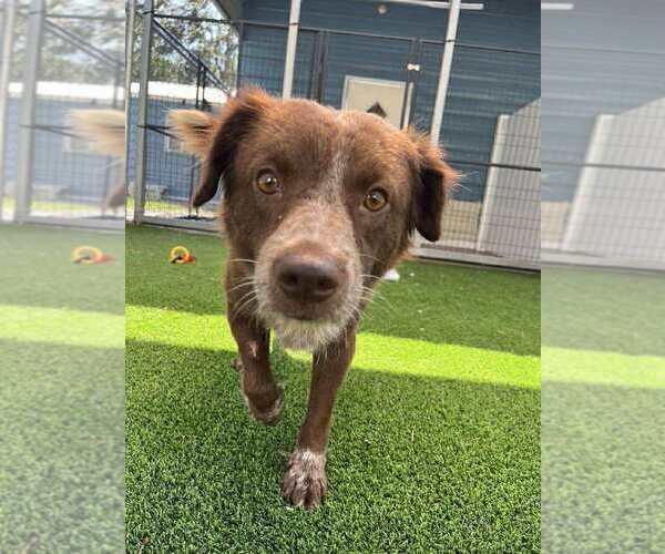 Medium Photo #1 Colonial Cocker Spaniel-Unknown Mix Puppy For Sale in Elmsford, NY, USA