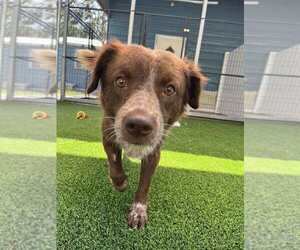 Colonial Cocker Spaniel-Unknown Mix Dogs for adoption in Elmsford, NY, USA
