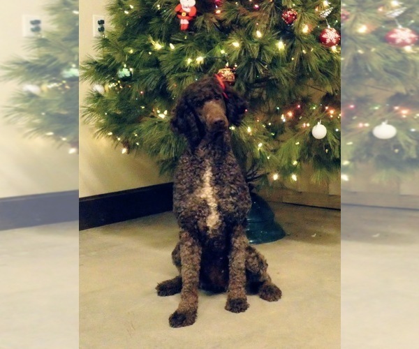 Medium Photo #1 Bordoodle Puppy For Sale in FREDERICKTOWN, OH, USA