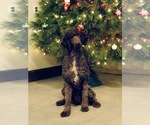 Small Photo #1 Bordoodle Puppy For Sale in FREDERICKTOWN, OH, USA